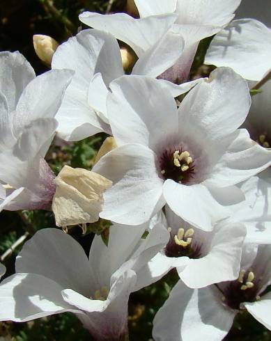 Fotografia de capa Linum suffruticosum - do Jardim Botânico