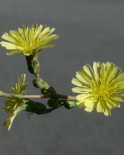 Fotografia da espécie Lactuca serriola