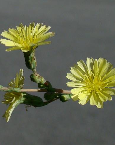 Fotografia de capa Lactuca serriola for. integrifolia - do Jardim Botânico