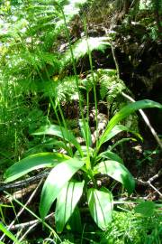 Fotografia da espécie Allium victorialis