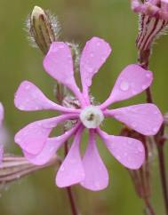 Silene colorata