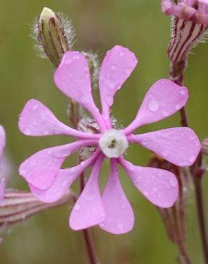 Fotografia 1 da espécie Silene colorata no Jardim Botânico UTAD