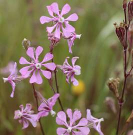 Fotografia da espécie Silene colorata