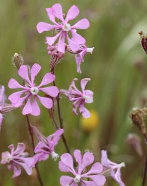 Fotografia 3 da espécie Silene colorata no Jardim Botânico UTAD