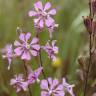 Fotografia 3 da espécie Silene colorata do Jardim Botânico UTAD