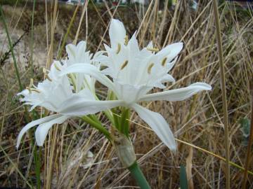 Fotografia da espécie Pancratium maritimum