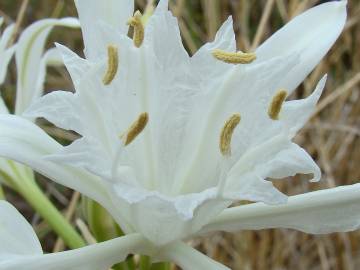 Fotografia da espécie Pancratium maritimum