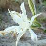 Fotografia 4 da espécie Pancratium maritimum do Jardim Botânico UTAD