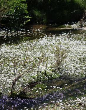 Fotografia 3 da espécie Ranunculus peltatus subesp. peltatus no Jardim Botânico UTAD