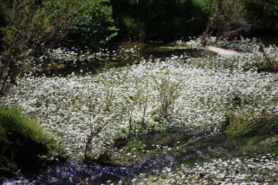 Fotografia da espécie Ranunculus peltatus subesp. peltatus