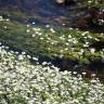 Fotografia 4 da espécie Ranunculus peltatus subesp. peltatus do Jardim Botânico UTAD