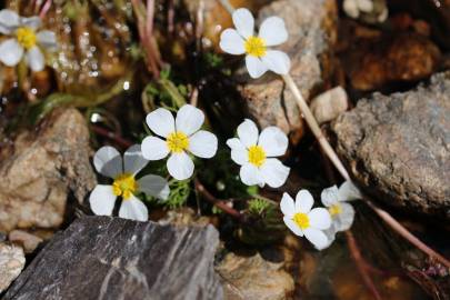 Fotografia da espécie Ranunculus peltatus subesp. peltatus