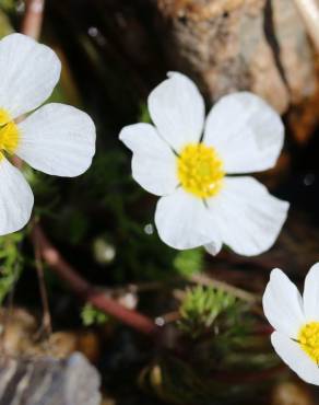 Fotografia 8 da espécie Ranunculus peltatus subesp. peltatus no Jardim Botânico UTAD