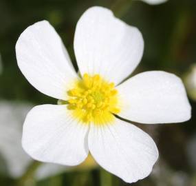 Fotografia da espécie Ranunculus peltatus subesp. peltatus