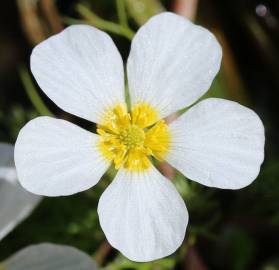 Fotografia da espécie Ranunculus peltatus subesp. peltatus