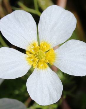 Fotografia 10 da espécie Ranunculus peltatus subesp. peltatus no Jardim Botânico UTAD