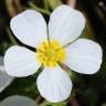 Fotografia 10 da espécie Ranunculus peltatus subesp. peltatus do Jardim Botânico UTAD