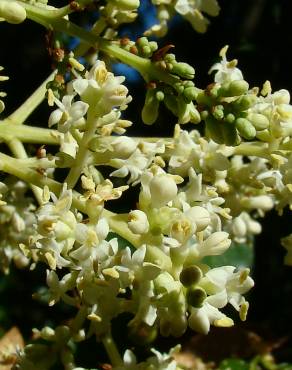 Fotografia 5 da espécie Ligustrum lucidum no Jardim Botânico UTAD