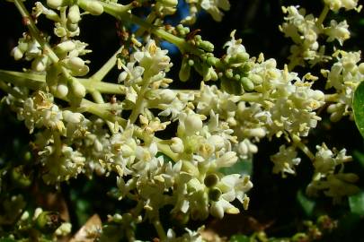 Fotografia da espécie Ligustrum lucidum