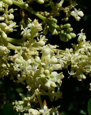 Fotografia 6 da espécie Ligustrum lucidum no Jardim Botânico UTAD