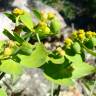 Fotografia 6 da espécie Euphorbia serrata do Jardim Botânico UTAD