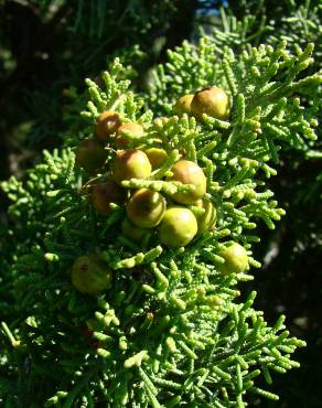Fotografia 8 da espécie Juniperus phoenicea no Jardim Botânico UTAD