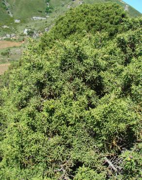 Fotografia 9 da espécie Juniperus phoenicea no Jardim Botânico UTAD