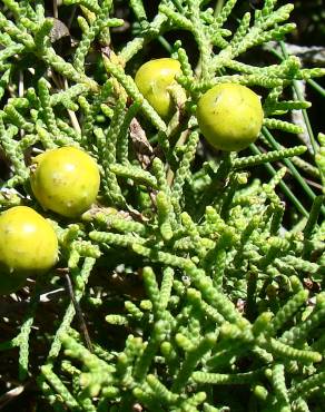 Fotografia 10 da espécie Juniperus phoenicea no Jardim Botânico UTAD