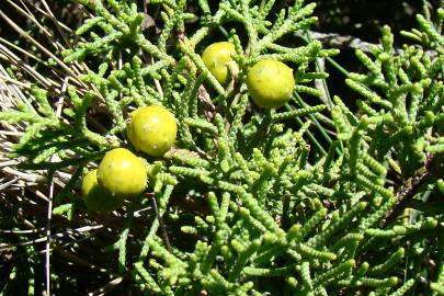 Fotografia da espécie Juniperus phoenicea