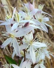 Fotografia da espécie Clematis flammula