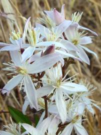 Fotografia da espécie Clematis flammula