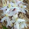 Fotografia 1 da espécie Clematis flammula do Jardim Botânico UTAD