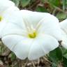 Fotografia 1 da espécie Convolvulus arvensis var. arvensis do Jardim Botânico UTAD