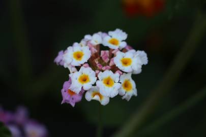 Fotografia da espécie Lantana camara