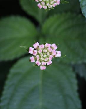 Fotografia 3 da espécie Lantana camara no Jardim Botânico UTAD