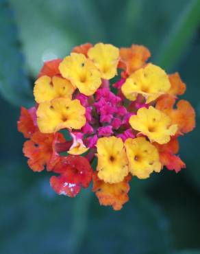 Fotografia 4 da espécie Lantana camara no Jardim Botânico UTAD