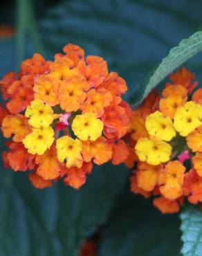 Fotografia 5 da espécie Lantana camara no Jardim Botânico UTAD