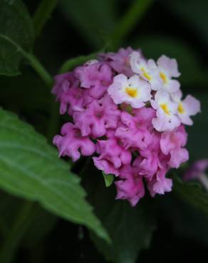 Fotografia 6 da espécie Lantana camara no Jardim Botânico UTAD