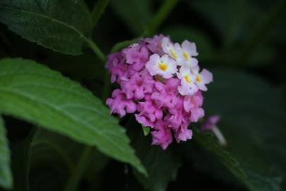 Fotografia da espécie Lantana camara