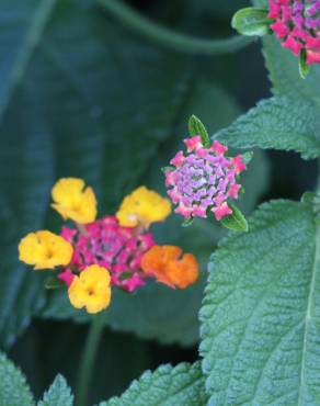 Fotografia 7 da espécie Lantana camara no Jardim Botânico UTAD