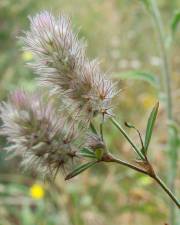 Fotografia da espécie Trifolium arvense