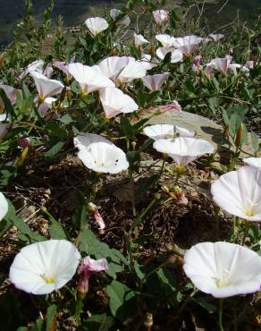 Fotografia 3 da espécie Convolvulus arvensis var. arvensis no Jardim Botânico UTAD