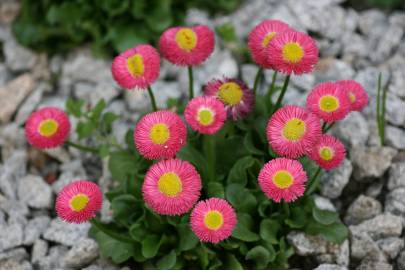 Fotografia da espécie Bellis perennis