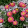 Fotografia 5 da espécie Bellis perennis do Jardim Botânico UTAD