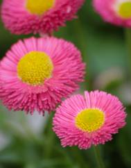 Bellis perennis