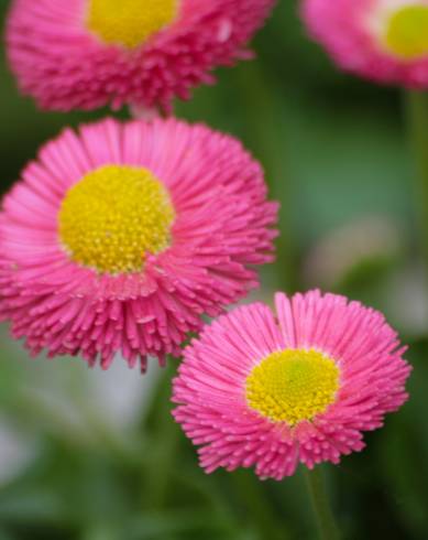 Fotografia de capa Bellis perennis - do Jardim Botânico