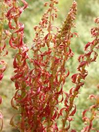 Fotografia da espécie Rumex bucephalophorus subesp. gallicus