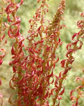 Fotografia 1 da espécie Rumex bucephalophorus subesp. gallicus no Jardim Botânico UTAD