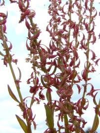 Fotografia da espécie Rumex bucephalophorus subesp. gallicus