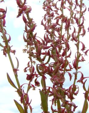 Fotografia 3 da espécie Rumex bucephalophorus subesp. gallicus no Jardim Botânico UTAD